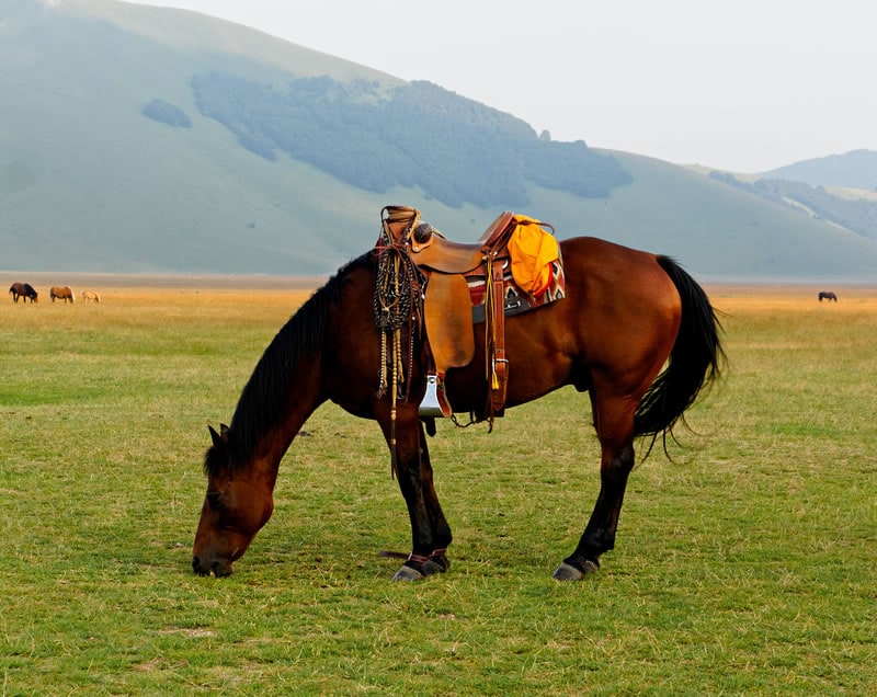 Body Condition Score Research Photo Guidelines