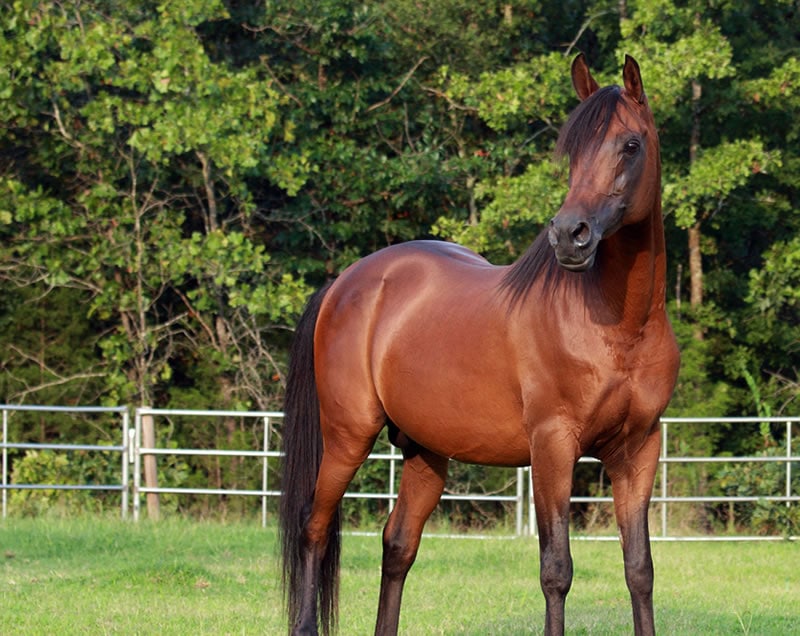 Body Condition Score Research Photo Guidelines