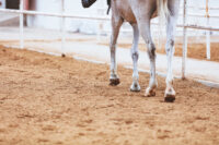 Bog Spavin (Tarsocrural Joint Effusion) in Horses: Causes, Treatment & Prognosis