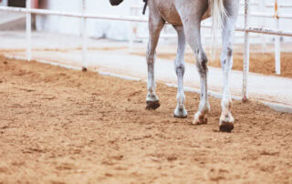 bog spavin in horses