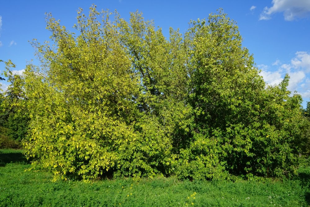 Box Elder Maple Poisoning in Horses