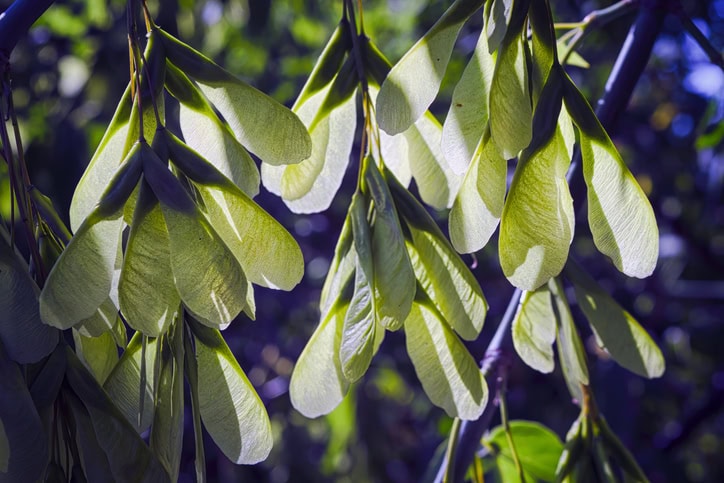 Box Elder Seeds (Seasonal Pasture Myopathy)
