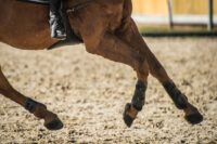 Bucked Shins (Dorsal Metacarpal Disease) in Horses: Risk Factors, Treatment & Prognosis