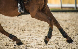 bucked-shins-in-horses