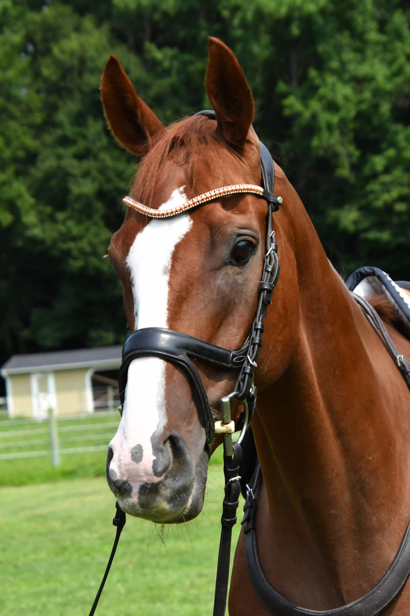 Bit By Bit Stables - Boarding Stable