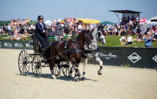 equestrian-driving-discipline-guide