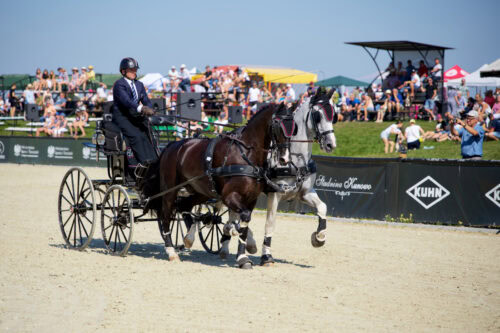 equestrian-driving-discipline-guide