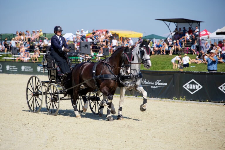 equestrian-driving-discipline-guide