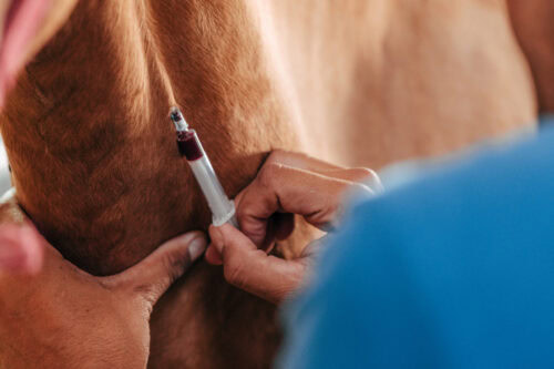 equine blood types