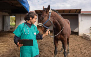 equine-nsaids-guide