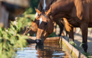 equine-urinary-symptoms