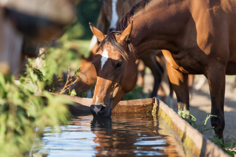 equine-urinary-symptoms