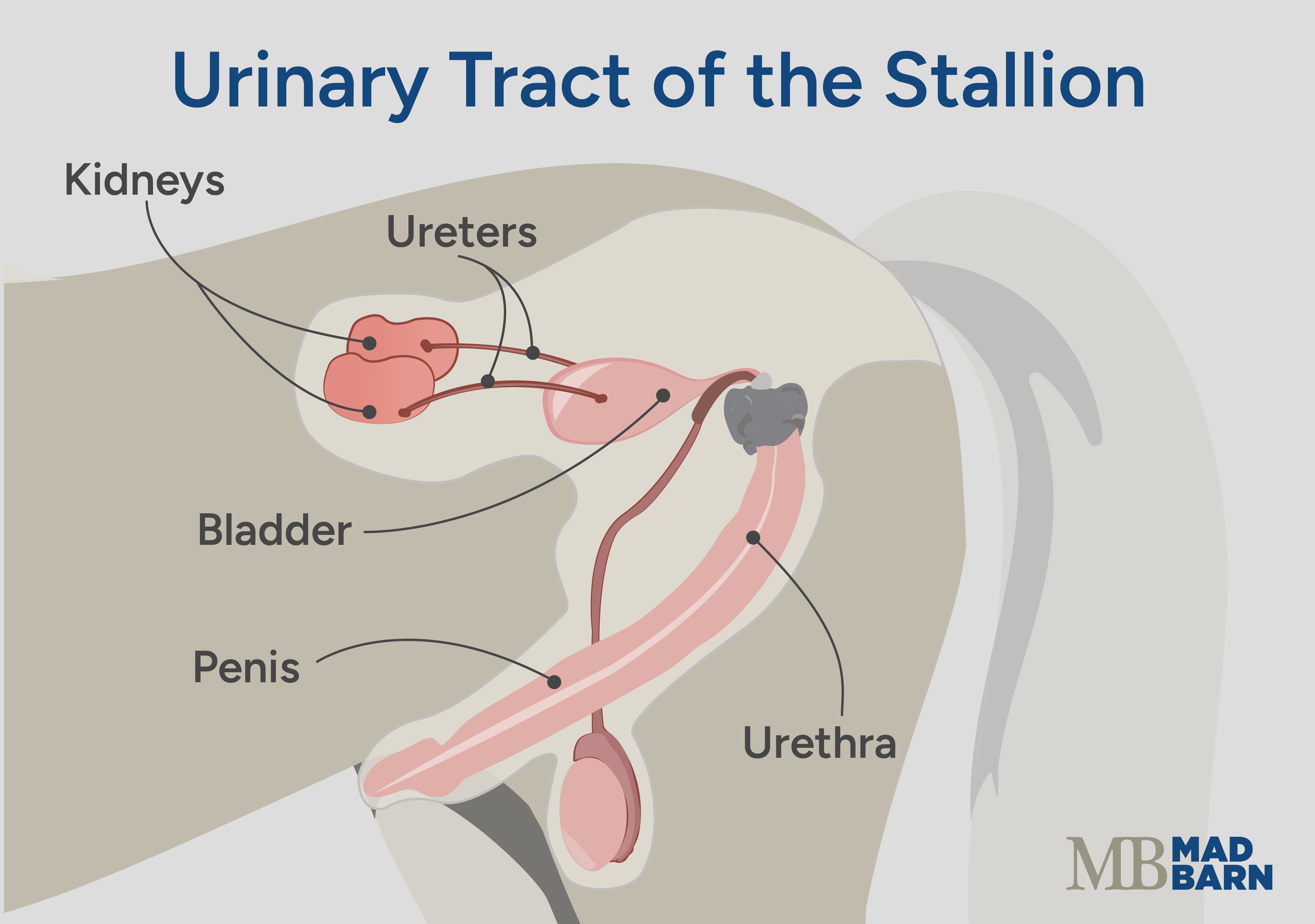 equine urinary system