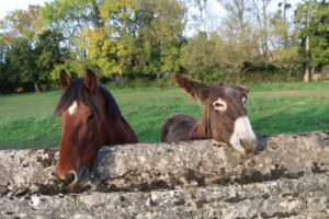 Glanders (Farcy) in Horses: Transmission, Symptoms, & Prevention