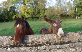 glanders-in-horses