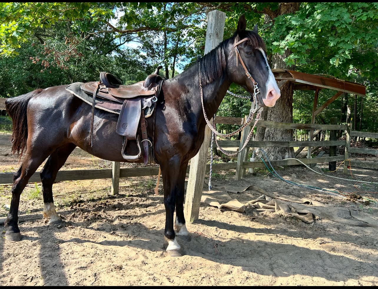 Bella’s Barn and Pet Services - Trail Rides