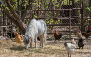 monensin poisoning in horses
