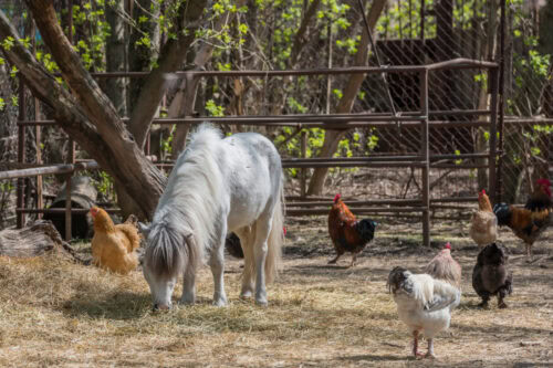 monensin poisoning in horses