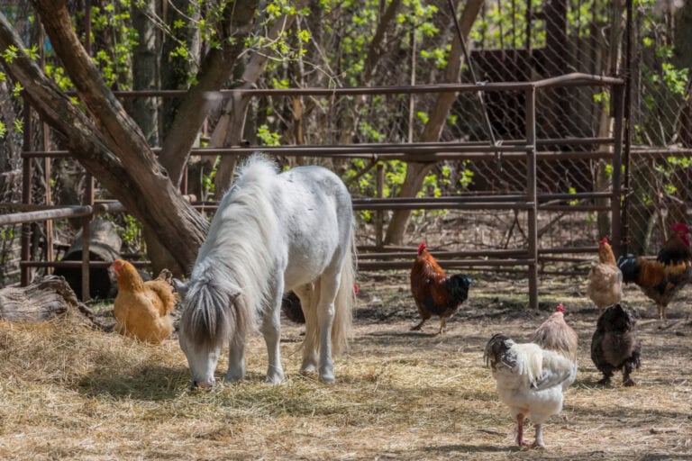 monensin poisoning in horses