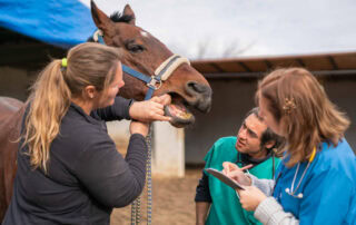 parrot-mouth-in-horses
