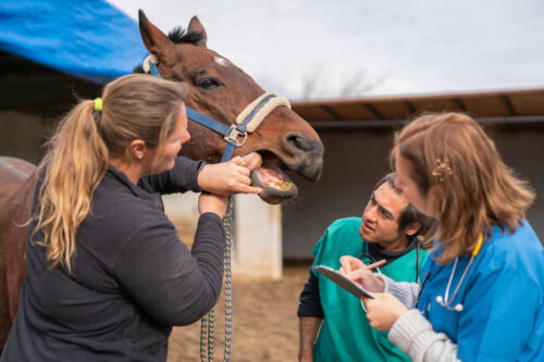 parrot-mouth-in-horses