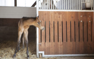 post foaling benchmarks