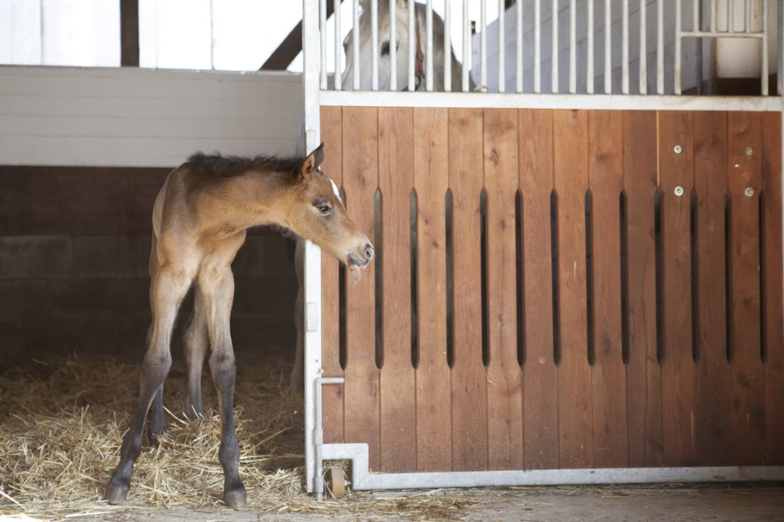 Post-Foaling Benchmarks:  1-2-3-4 Rule Horse Breeders Need to Know – [Guide]