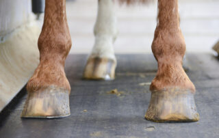 quittor-in-horses