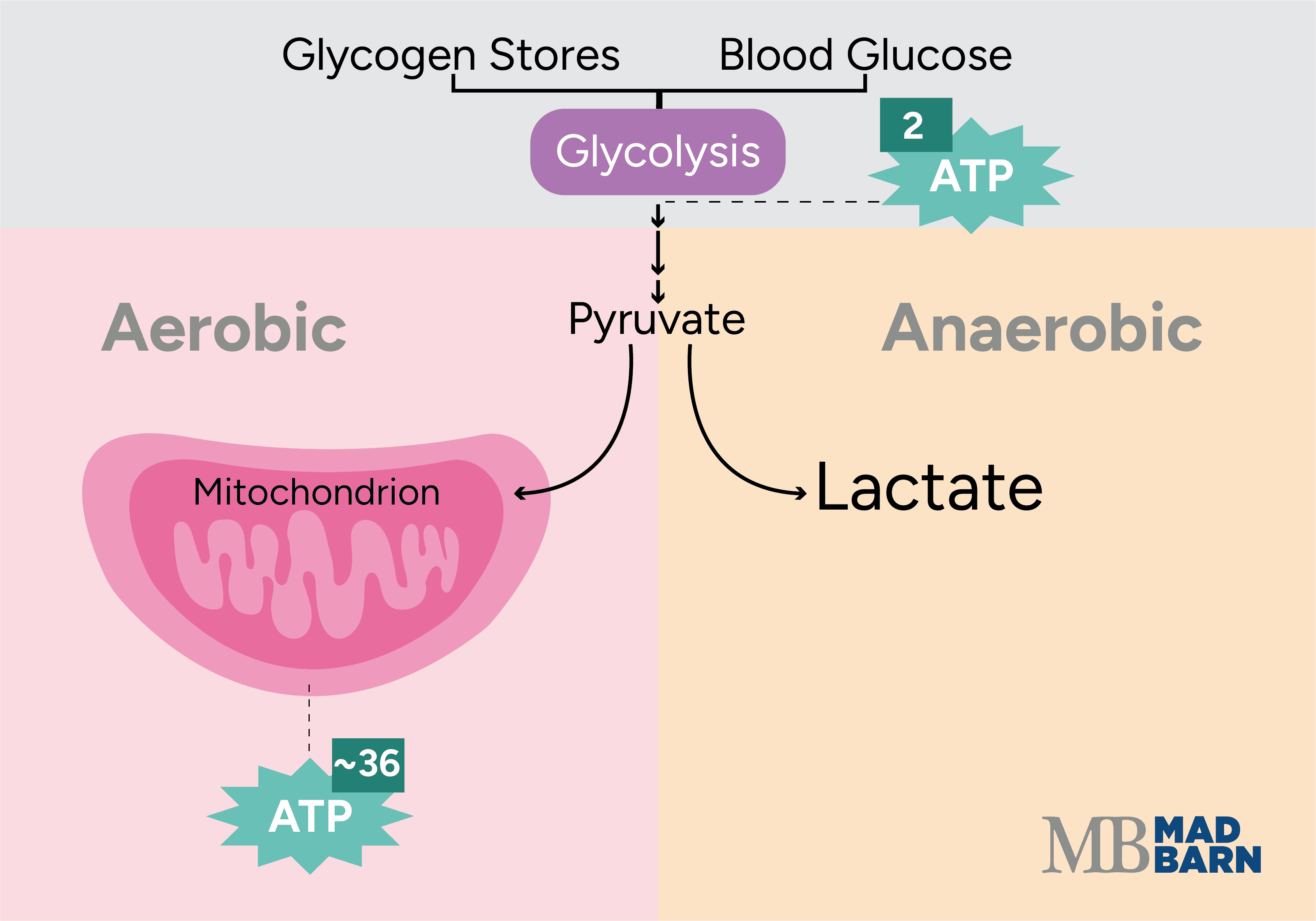 aerobic vs. anaerobic metabolism