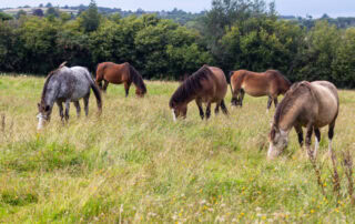 salmonella-poisoning-in-horses