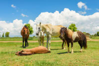Seizures & Epilepsy in Horses: Types, Management & Prognosis