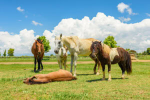 Seizures & Epilepsy in Horses: Types, Management & Prognosis