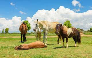 seizures-in-horses