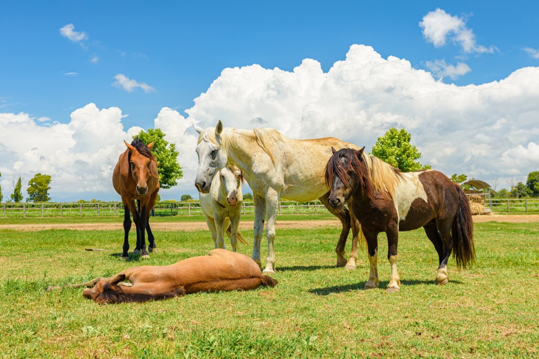 Seizures & Epilepsy in Horses: Types, Management & Prognosis