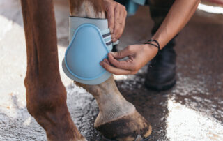 sesamoid-injuries-in-horses