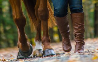 shelly-feet-in-horses