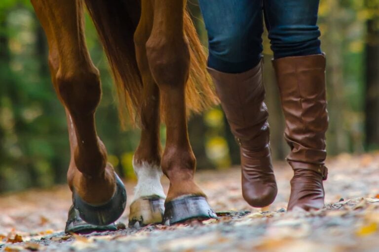 shelly-feet-in-horses