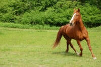 Sidewinder Syndrome (Crab Walking) in Horses: Causes, Risk Factors & Severity