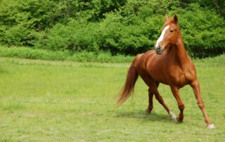 sidewinder-syndrome-in-horses
