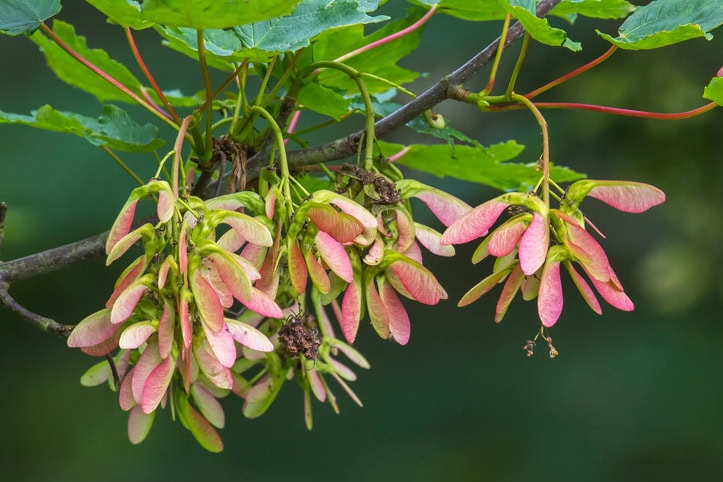 Sycamore Maple Seeds (Atypical Myopathy)