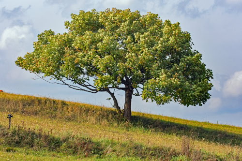 Sycamore Poisoning in Horses