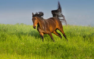 equine serum hepatitis