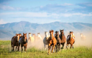 wild-vs-domestic-horses-info-and-lessons