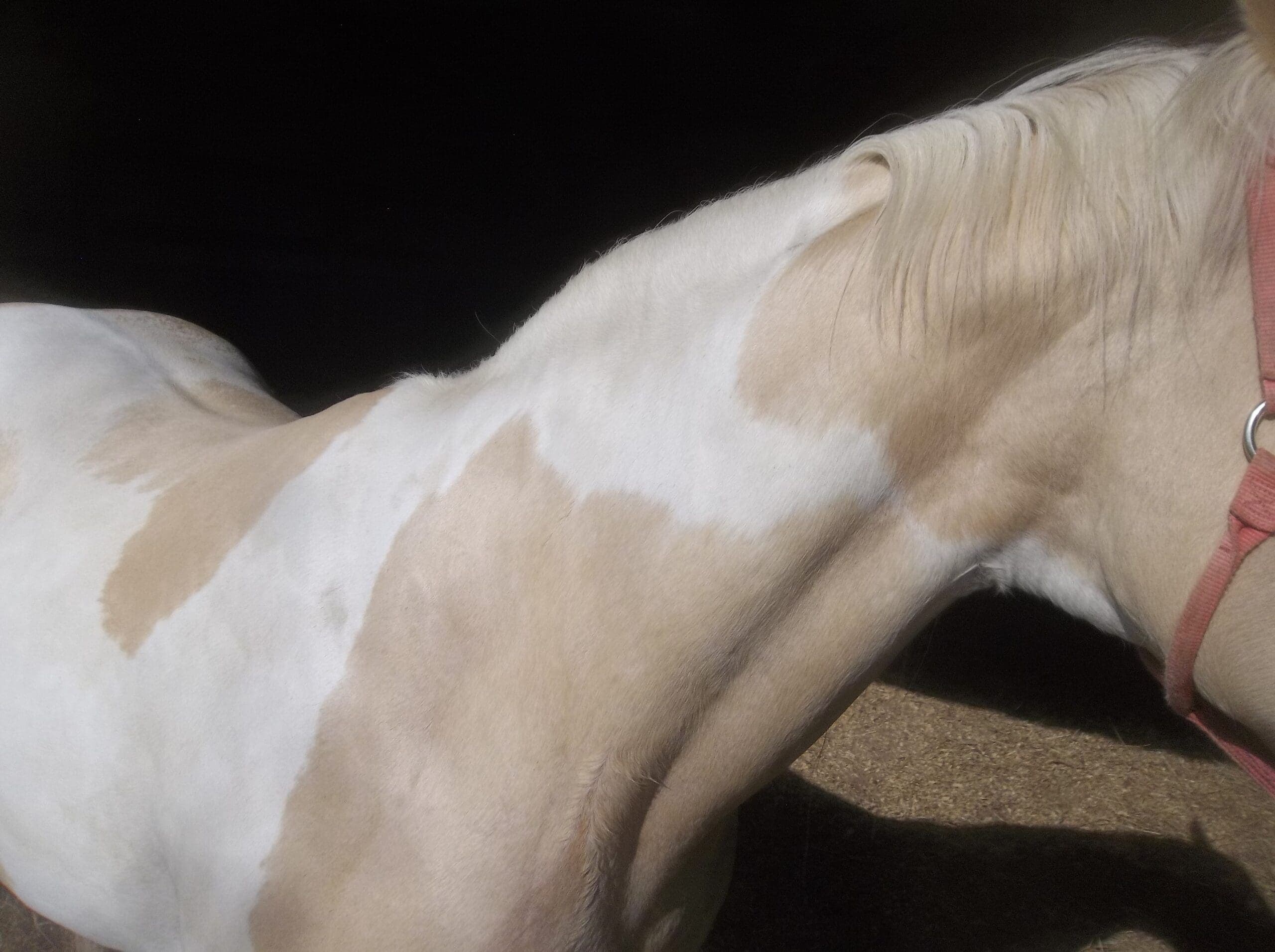 Case Study, After Picture, Sunny Crest 2024