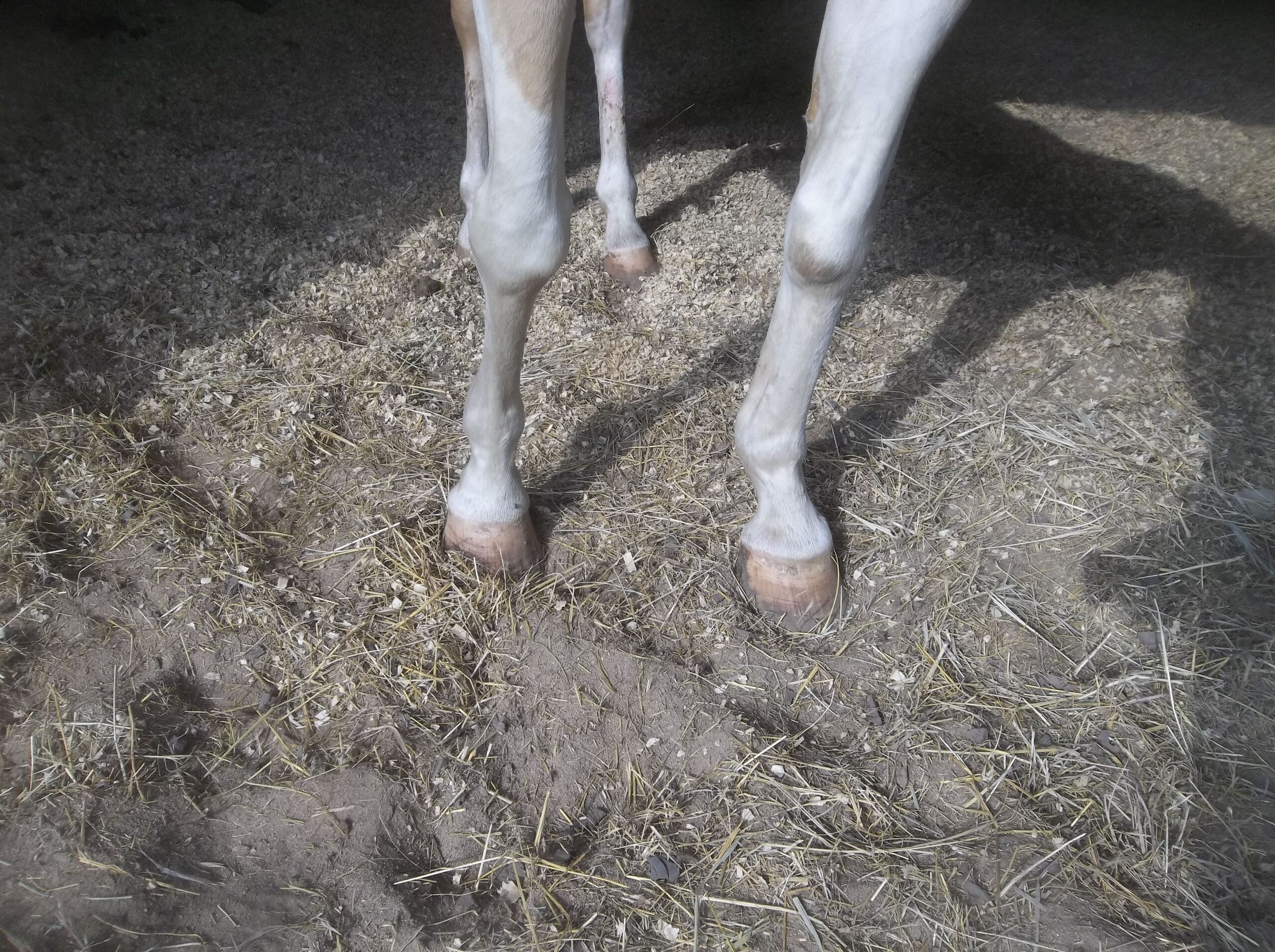 Case Study, After Picture, Sunny Feet 2024