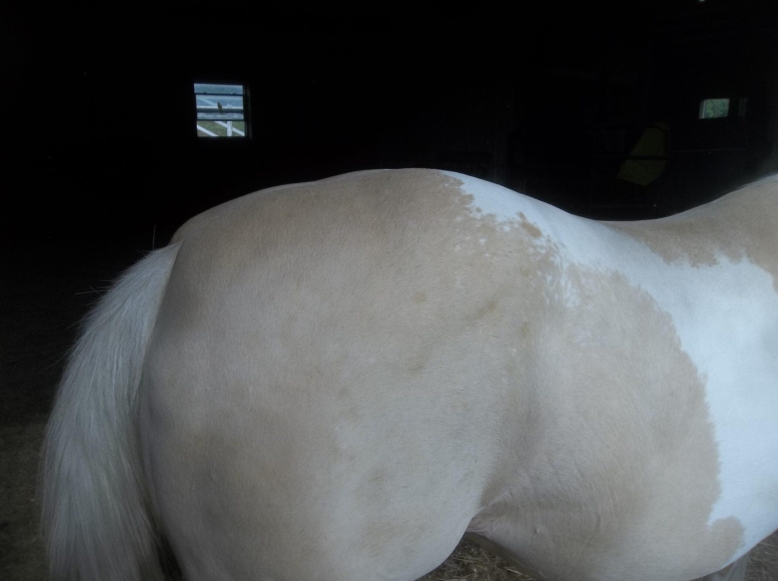 Case Study, After Picture, Horse Sunny's Rump