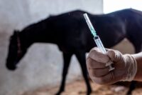 FEI Banned & Controlled Substances for Horses: List of Performance-Enhancing Drugs