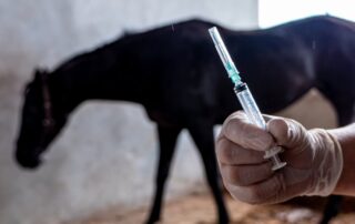 banned-substances-in-equine-sport