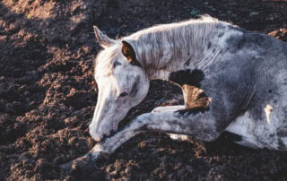 capped-hock-in-horses