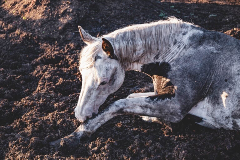 capped-hock-in-horses